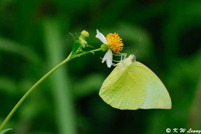 Catopsilia pomona (遷粉蝶)