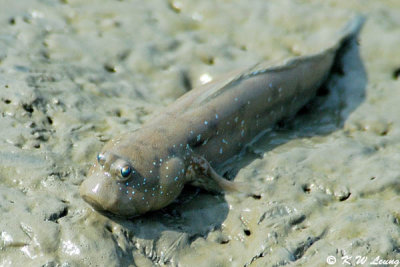 Mudskipper DSC_8495