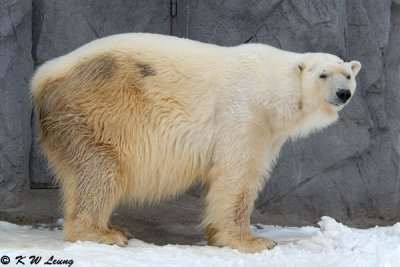 Polar Bear DSC_9320