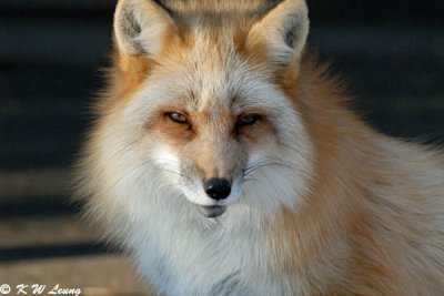 Fox (DSC_9440)