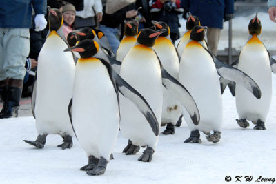King penguin in parade (DSC_9342)