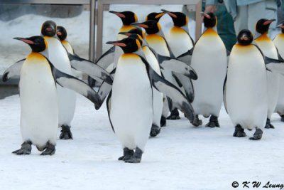 King penguin in parade (DSC_9339)