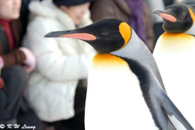 King penguin in parade (DSC_9343)