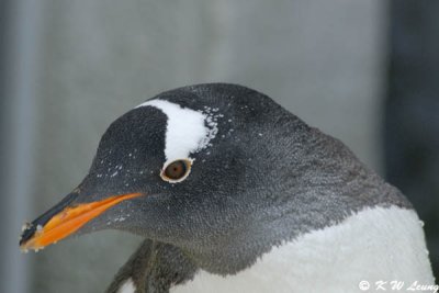 King penguin chick