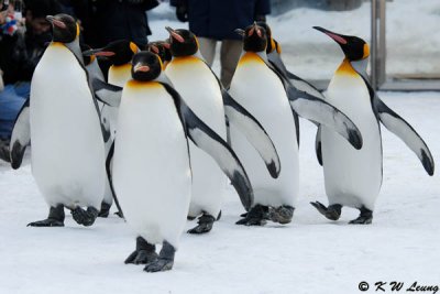 King penguin in parade (DSC_9341)