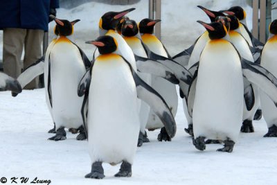 King penguin in parade (DSC_9340)