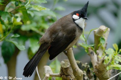 Red-whiskered Bulbul DSC_0908