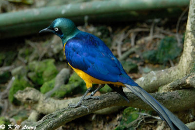 Golden-breasted Starling  01