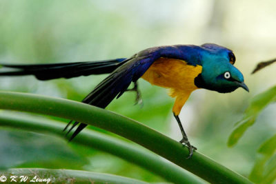 Golden-breasted Starling 02
