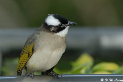 Chinese Bulbul DSC_0888