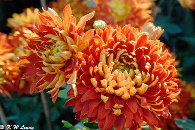 Chrysanthemum DSC_1095