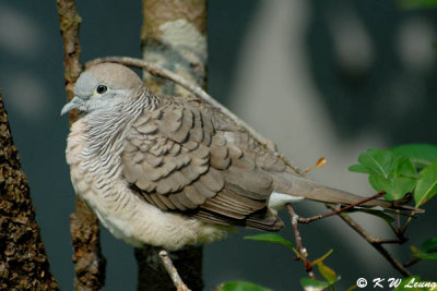 Zebra Dove 02