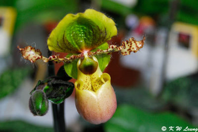 Orchid (DSC_3787)
