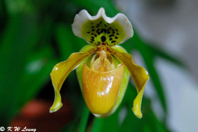Orchid (DSC_3785)