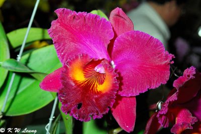 Orchid (DSC_3815)