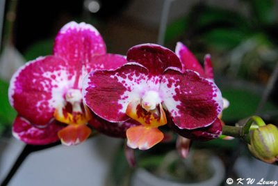 Orchid (DSC_3822)