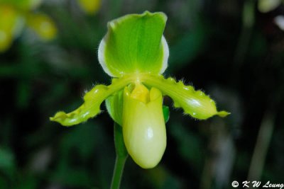 Orchid (DSC_3780)