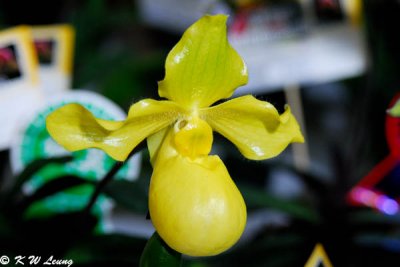 Orchid (DSC_3779)