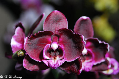 Orchid (DSC_3830)