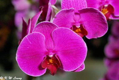 Orchid (DSC_3701)