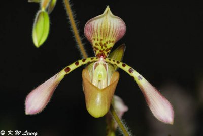 Orchid (DSC_3872)