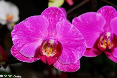 Orchid (DSC_3696)