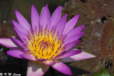 Water Lily DSC_5812