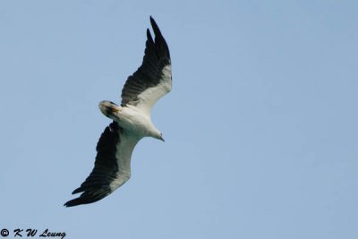 White-bellied Sea Engle DSC_7511