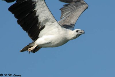 White-bellied Sea Eagle (白腹海鵰)