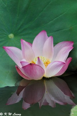 Lotus DSC_8330