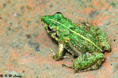 Frog (DSC_0652)