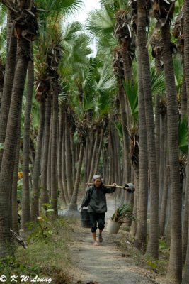 Palm Forest (DSC_3102)