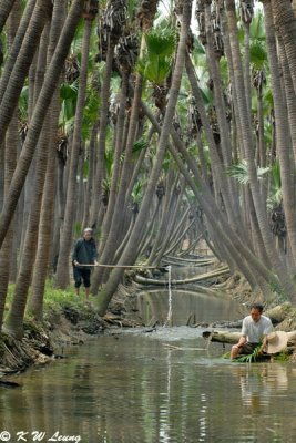 Palm Forest (DSC_3273)