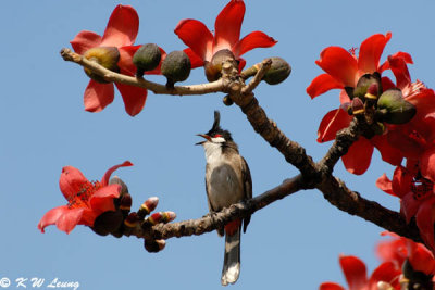 Red-whiskered Bulbul DSC_4138