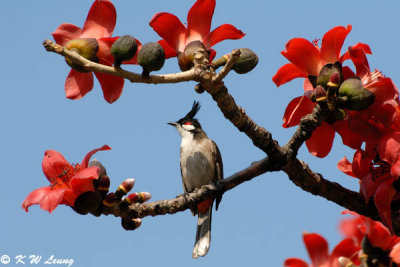 Red-whiskered Bulbul DSC_4139