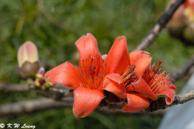 Bombax ceiba DSC_4091