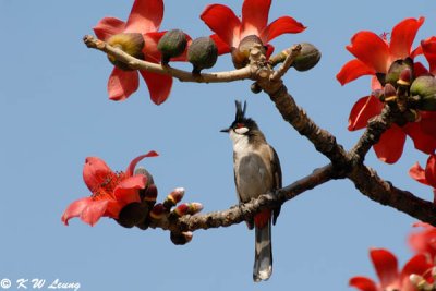 Red-whiskered Bulbul DSC_4137