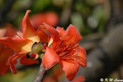 Bombax ceiba DSC_4125