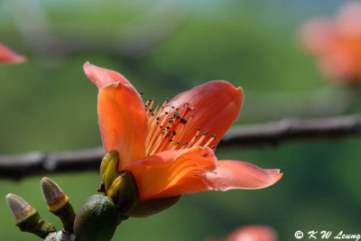 Bombax ceiba DSC_4075