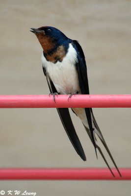 Barn Swallow DSC_3680