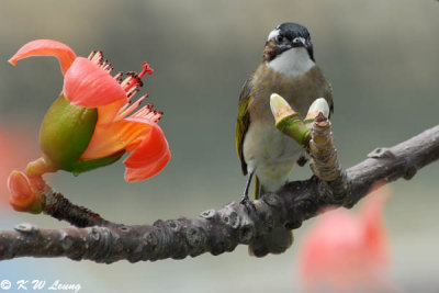 Chinese Bulbul DSC_4459