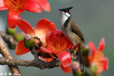 Red-whiskered Bulbul DSC_4807