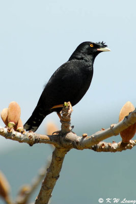 Crested Myna DSC_5161