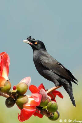 Crested Myna (八哥)