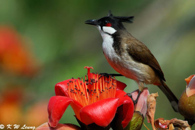 Red-whiskered Bulbul DSC_5432