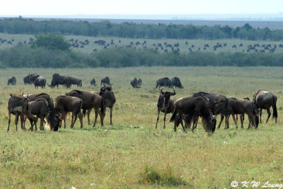 Wildebeest (DSC_8482)