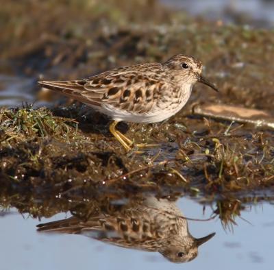 Least Sandpiper