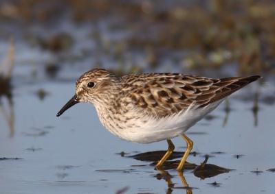 Least Sandpiper