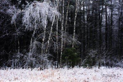 2009_12_27_8331_1000.jpg