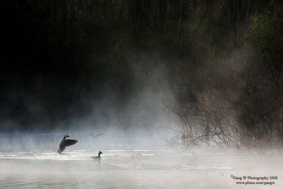 goose_20080427_1888_800.jpg